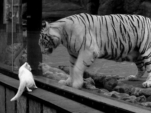 开云体育登录-范弗利特攻防转换核心闪耀，北京队爆冷淘汰步行者晋级！