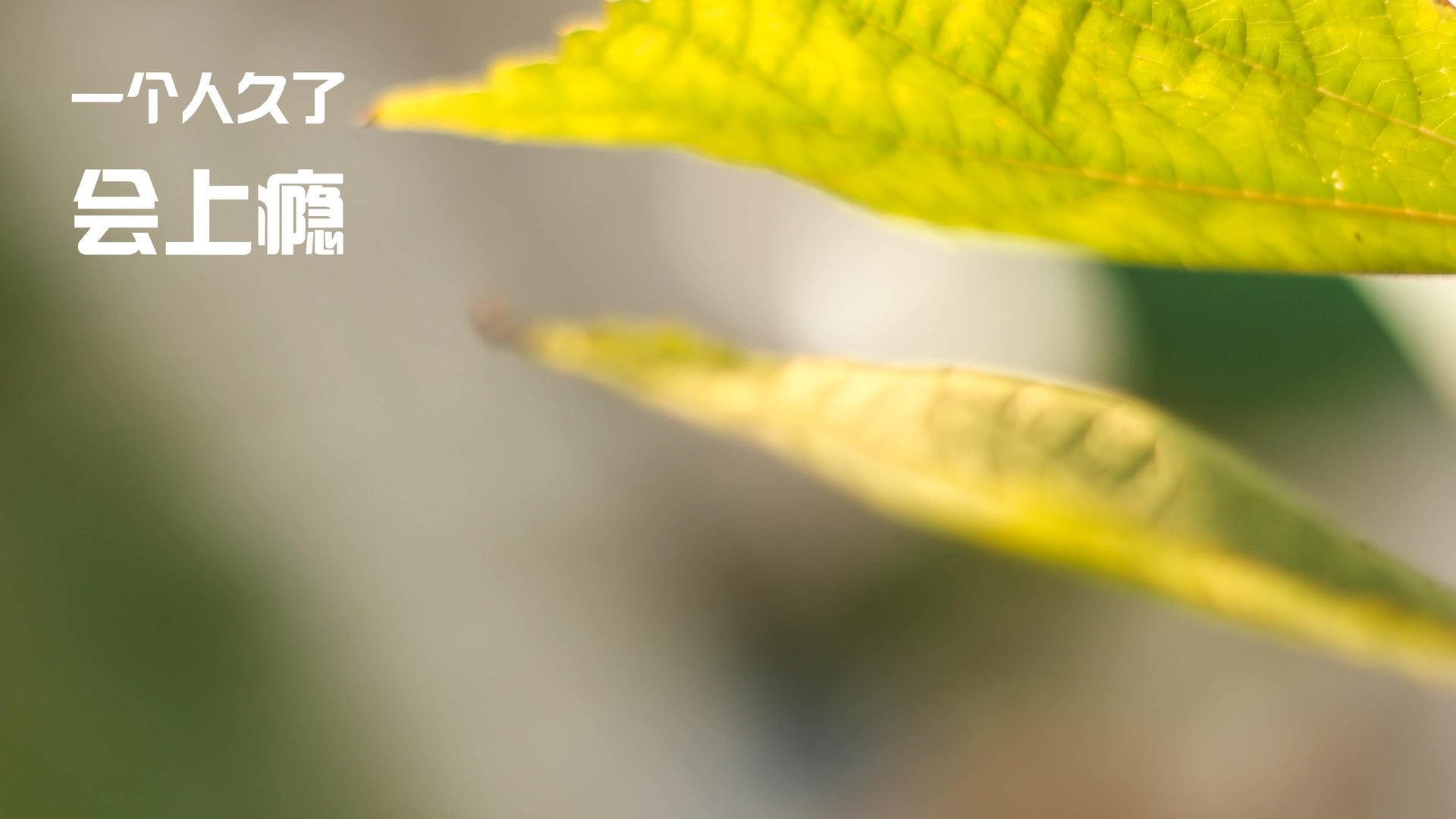 开云体育官网-冲破极限的夜晚，当赛道与球场同频共振